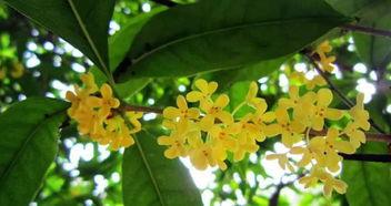 娱乐吃瓜酱桂花树下